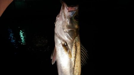 ニューロッド&ニューリール入魂完了