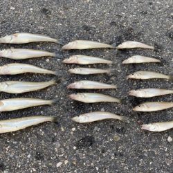 キス釣りに行きました。