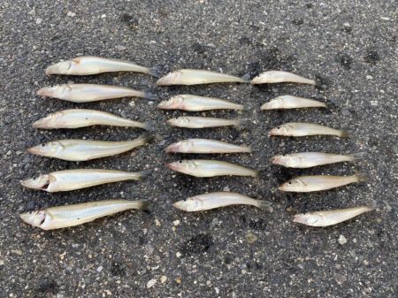 キス釣りに行きました。