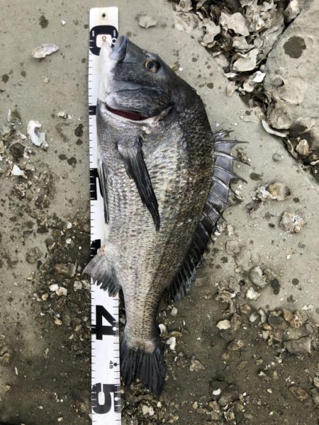 イチノ兄弟、釣果！