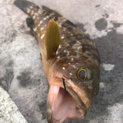 アコウは裏切らない