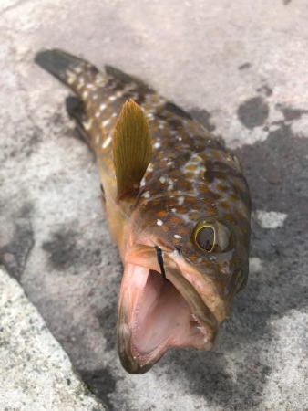 アコウは裏切らない