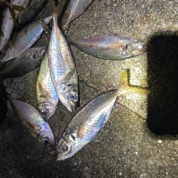 じあい短いが入れ食い