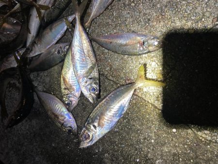 じあい短いが入れ食い