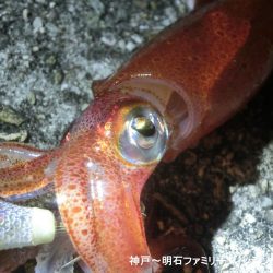 三蜜を避けて人が少ないポイントでケンサキ狙い