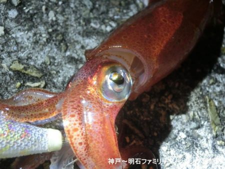 三蜜を避けて人が少ないポイントでケンサキ狙い