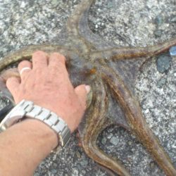 今年最大930gタコ