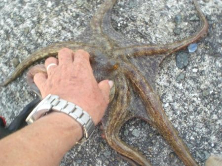 今年最大930gタコ