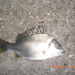 お盆墓参り+釣り