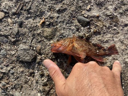 本荘人工島ヘチ釣り五目