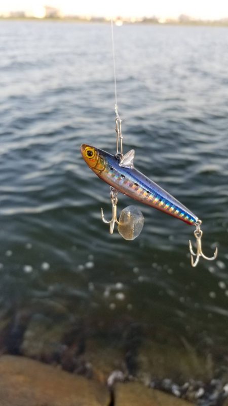 狙ってボラファイト。シーバスはどこへ？