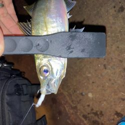 癒されすぎるアジング!