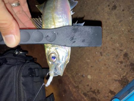 癒されすぎるアジング！