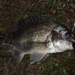 真夏のチニング