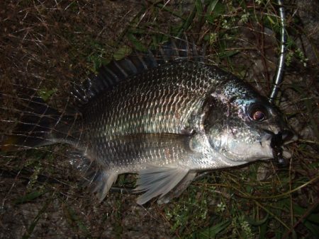 真夏のチニング