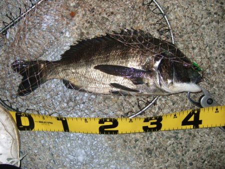 テトラでマチヌ