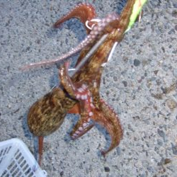 そろそろ減ってきたかな