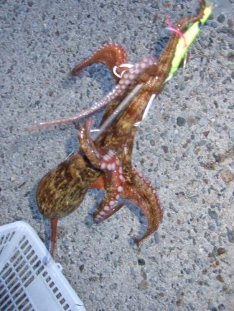 そろそろ減ってきたかな