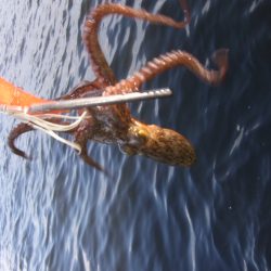 夕マズメからタコ釣り