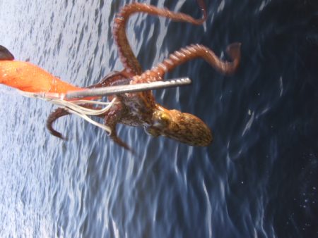 夕マズメからタコ釣り