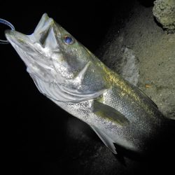 ランカーシーバス