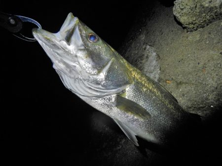 ランカーシーバス