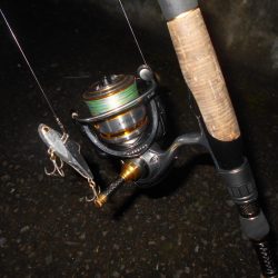 シーバス狙いでしたが…。