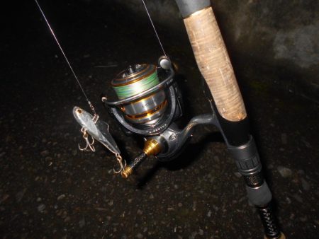 シーバス狙いでしたが…。