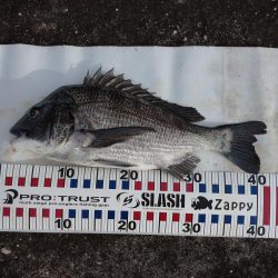 夕方チヌトップ