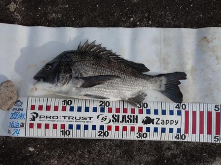 夕方チヌトップ