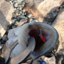 今日もチヌトップ