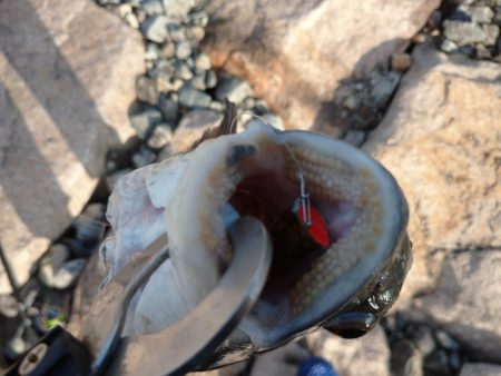 今日もチヌトップ