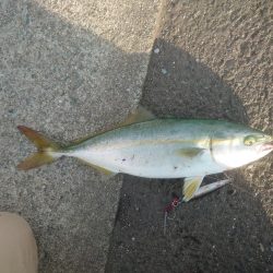 ツバスのボイル