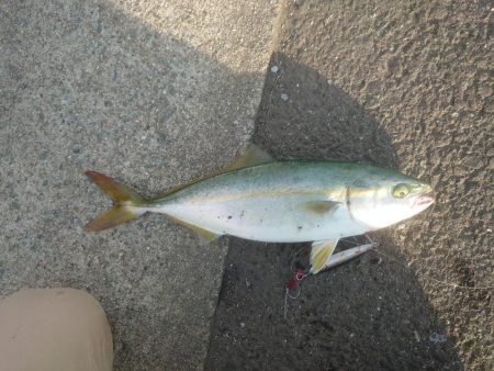 ツバスのボイル