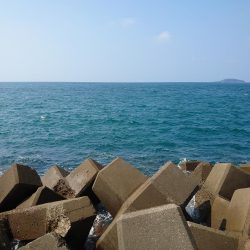 初場所・初シオ