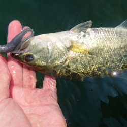 表層ではかなり渋くなってきました