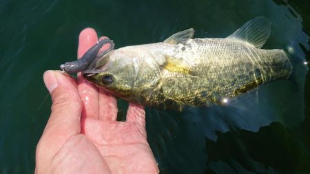 表層ではかなり渋くなってきました