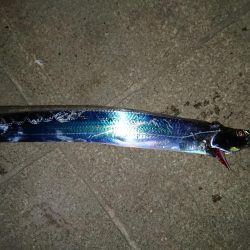 今年初のタチウオ釣行