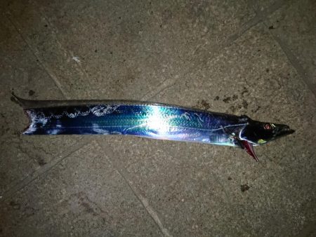 今年初のタチウオ釣行