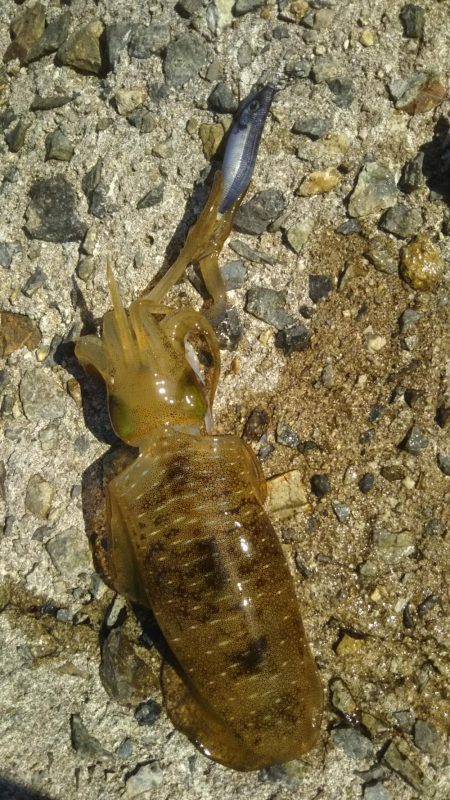 ちびイカの奥にはトンカツサイズ