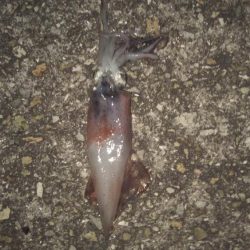 ケンサキ始めました