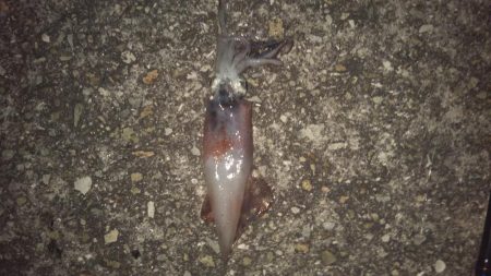 ケンサキ始めました