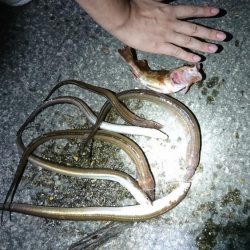 アナゴ好釣果！