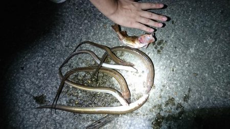 アナゴ好釣果！