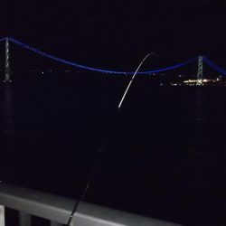 ぽつっとケンサキイカ