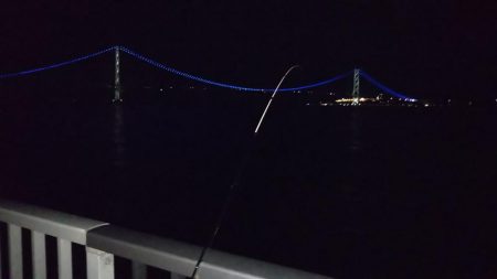 ぽつっとケンサキイカ