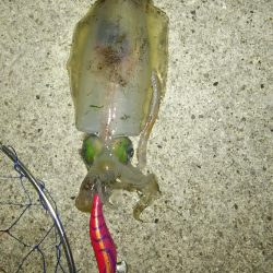 上げ潮で夏イカ狙い