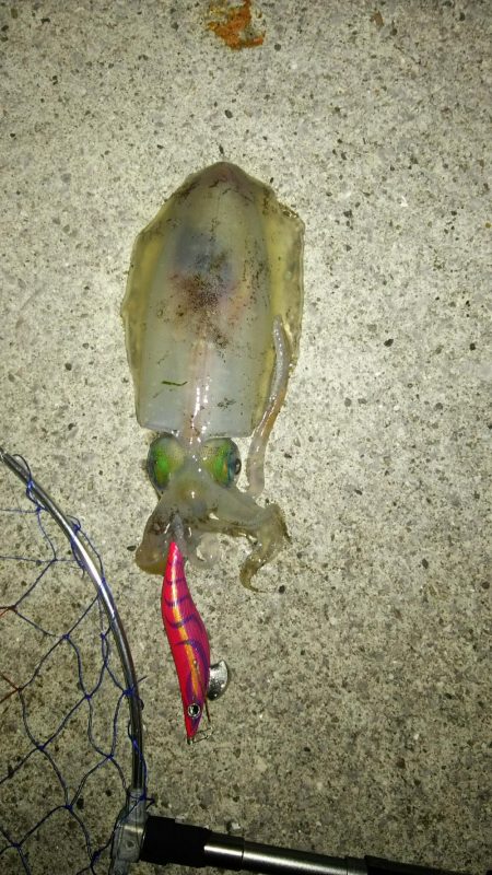 上げ潮で夏イカ狙い