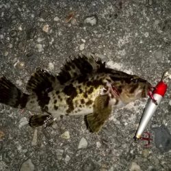 テトラ周りに∞