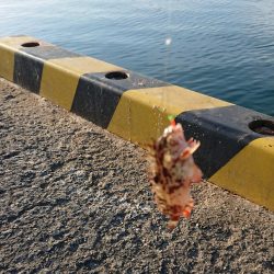 サビキアジ&タコ